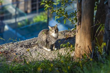 Manzaralı parktaki güzel kedi.