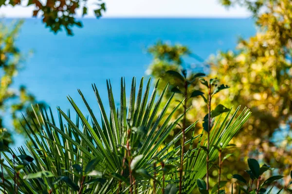 Plantas Tropicales Pintorescas Orilla Del Mar — Foto de Stock