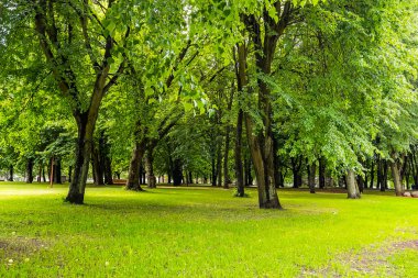 Yaz manzaralı bir film. Parktaki ağaçlar