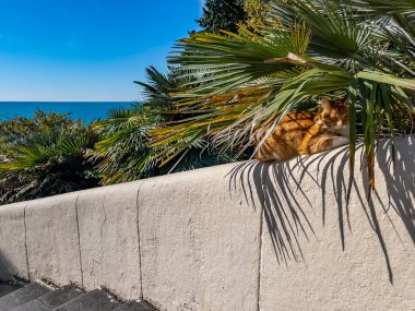 Manzaralı parktaki güzel kedi.