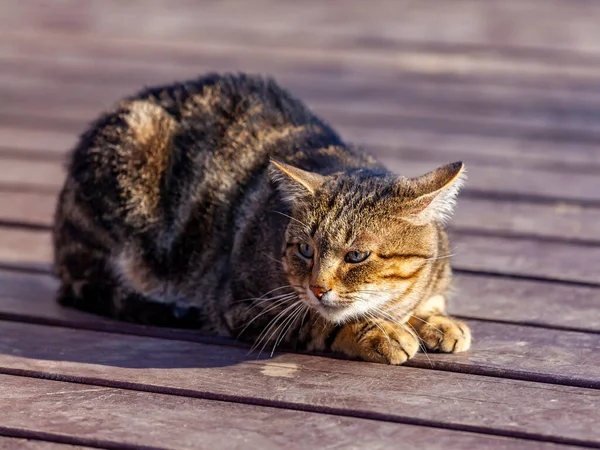 Güzel tüylü tekir kedisi yerde yatıyor.
