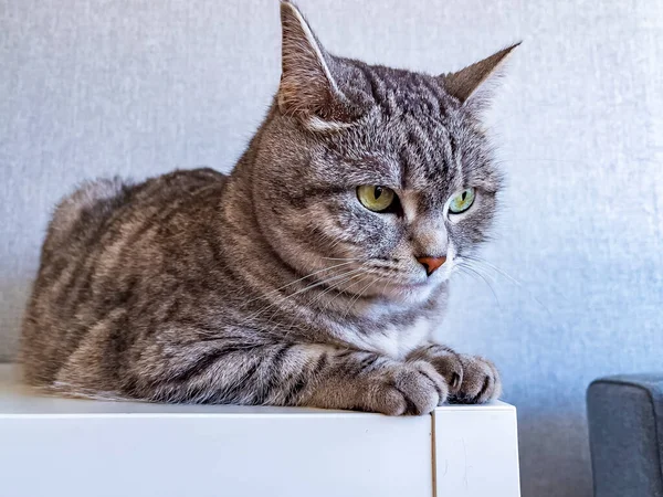 Lekfull Fluffig Katt Sitter Bordet — Stockfoto