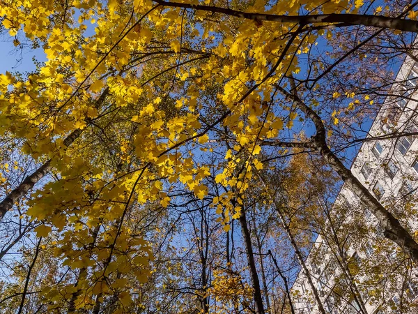 Árboles Con Follaje Colorido Soleado Día Otoño — Foto de Stock