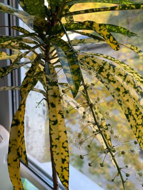 Houseplant bir pencere arka planı