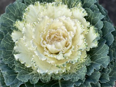 Bir yatakta Şehir Parkı içinde dekoratif lahana