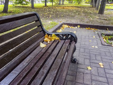 Sonbahar bulvarında sarı yapraklı bankta. 