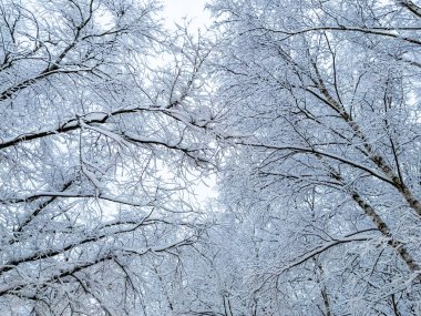 Bir ağacın içinde belgili tanımlık kış hoarfrost ile kaplıdır