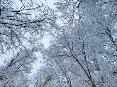 Bir ağacın içinde belgili tanımlık kış hoarfrost ile kaplıdır