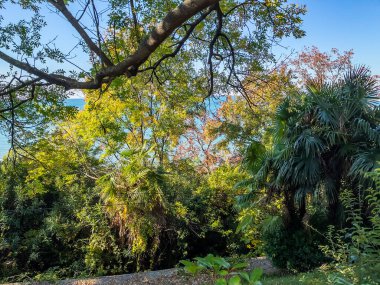 Deniz kıyısındaki resimli tropikal bitkiler