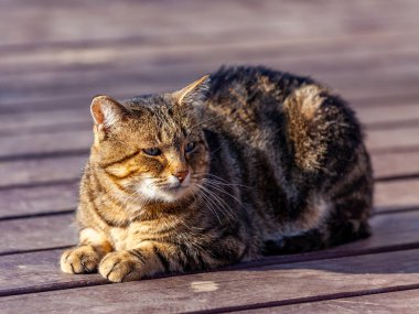 Güzel tüylü tekir kedisi yerde yatıyor.