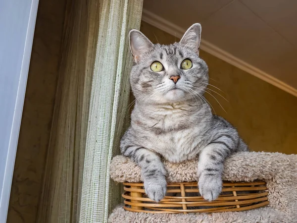 Grey Fluffy Cat Sits Basket — Stock Photo, Image