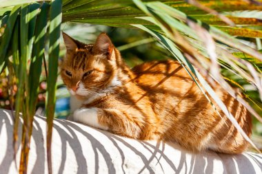 Manzaralı parktaki güzel kedi.