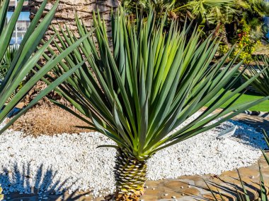 Sochi, Rusya, 21 Ekim 2021. Güneşli bir sonbahar gününde tipik şehir manzarası. Parktaki tropik bitkiler