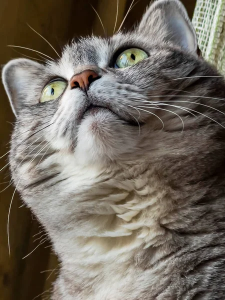 Oyuncak tüylü kedi etrafına bakıyor.