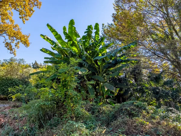 Plantas Tropicales Pintorescas Orilla Del Mar — Foto de Stock