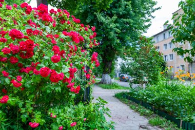 Kaliningrad, Rusya, 24 Haziran 2021. Şehrin tarihi bölgesinde manzara yeşili cadde