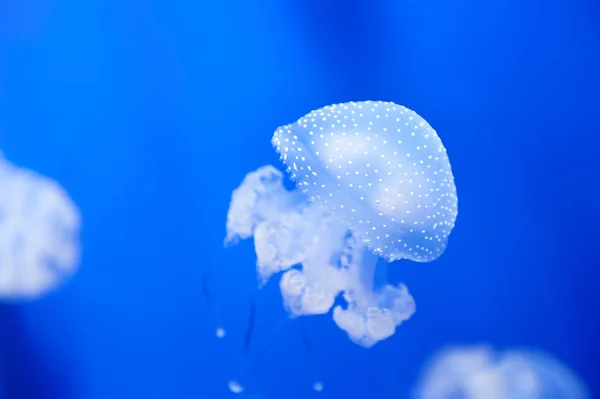 Piękny biały Meduza w akwarium na niebieskim tle. akwarium z błękitną wodą, Włochy. — Zdjęcie stockowe