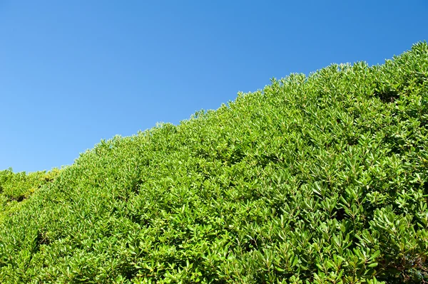 Des branches d'arbres sur le ciel bleu. arbre sur prairie verte sur fond de ciel bleu. arrière-plan naturel avec espace de copie . — Photo