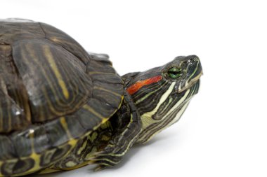 Trachemys scripta elegans