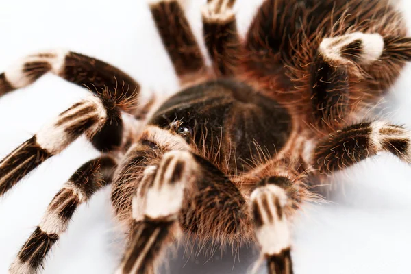 Beautiful spider — Stock Photo, Image