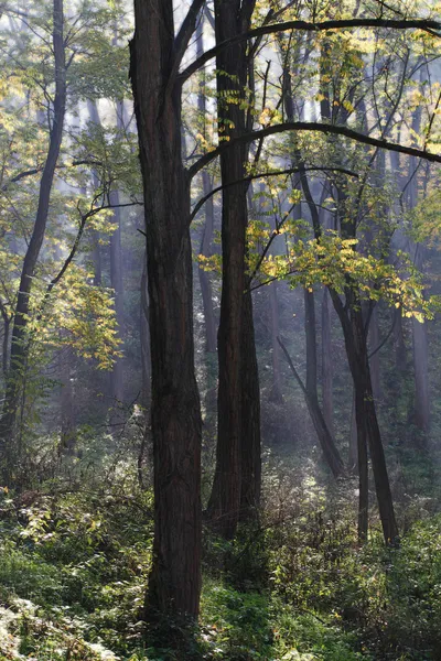 Parco autunnale — Foto Stock