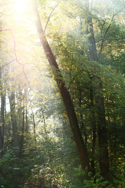 Parco autunnale — Foto Stock