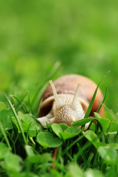 Snail. Helix pomatia. — Stock Photo, Image