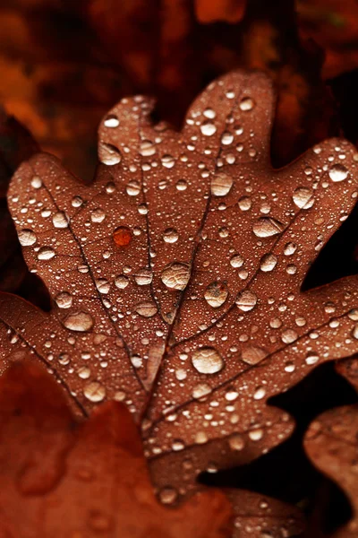 Feuilles tombées couvertes de gouttes de pluie — Photo