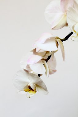Phalaenopsis çiçek