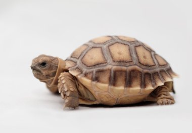 Afrika mahmuzlu kaplumbağası (Sulcata)