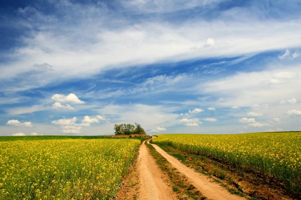 Campo stupro — Foto Stock