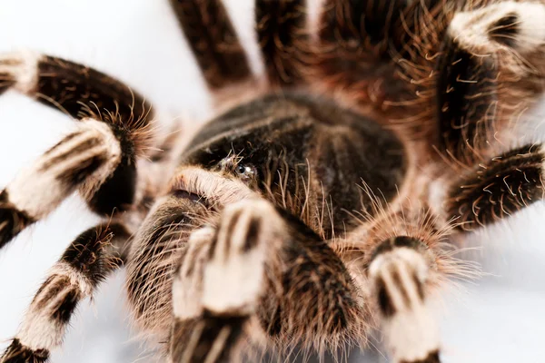 Beautiful spider — Stock Photo, Image