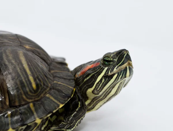 Trachemys scripta elegans — Foto de Stock