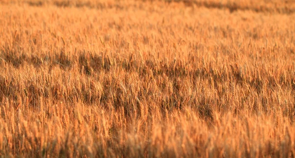 Campos de Trigo — Fotografia de Stock