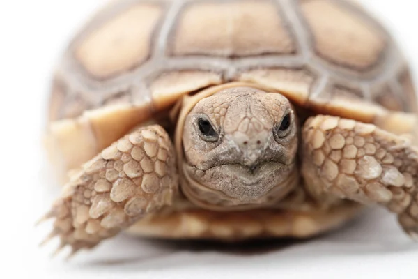 アフリカに拍車をかけた亀 (Sulcata) — ストック写真