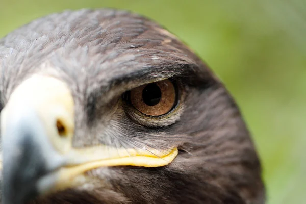 Águila estepa — Foto de Stock