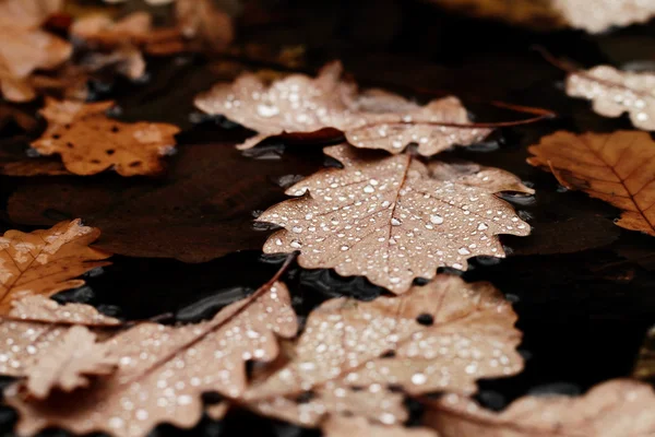 落ち葉が雨の雫で — ストック写真