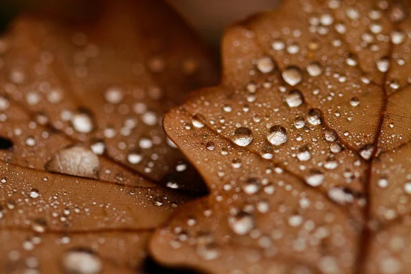 Spadané listí, pokryté kapkami deště — Stock fotografie