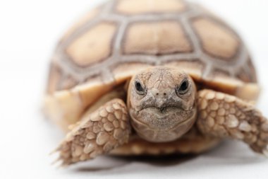 Afrika teşvik kaplumbağa