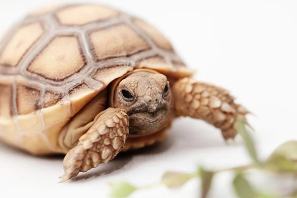Африканская черепаха — стоковое фото
