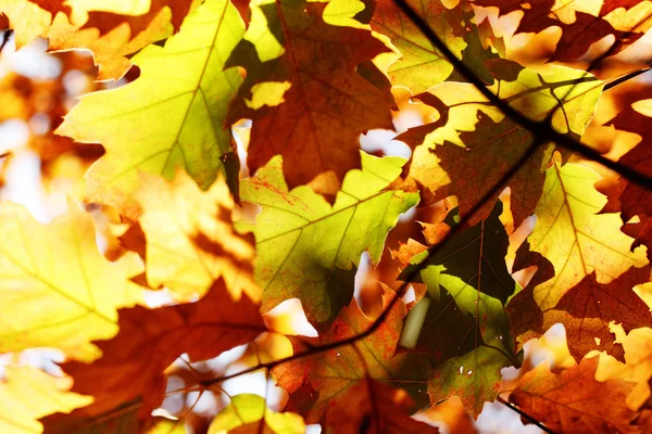 Hojas de otoño colorido — Foto de Stock