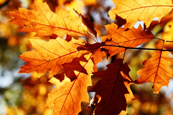 Colorful autumn leaves — Stock Photo, Image