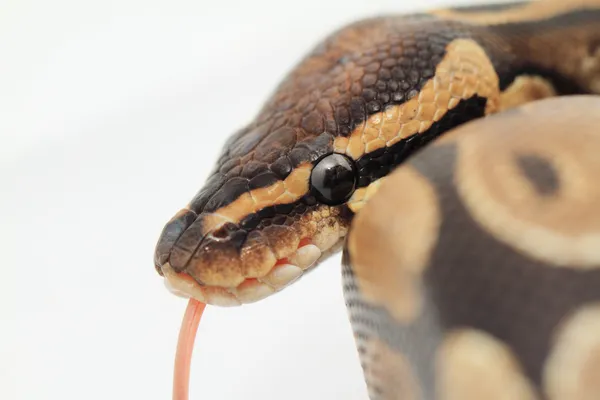 Bola Python de cerca — Foto de Stock