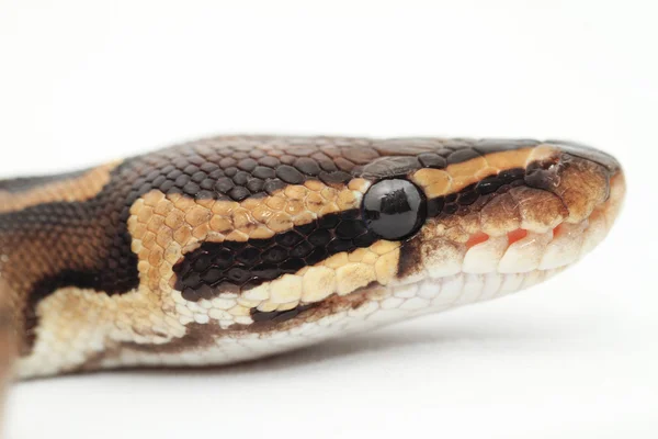 Kugelpython aus nächster Nähe — Stockfoto