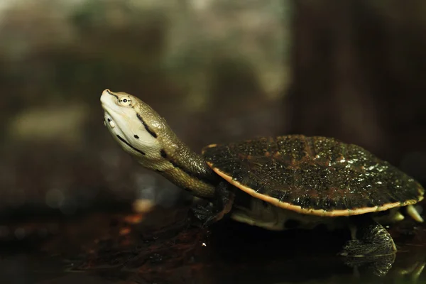 Spot-bellied side-necked turtle — Stock Photo, Image