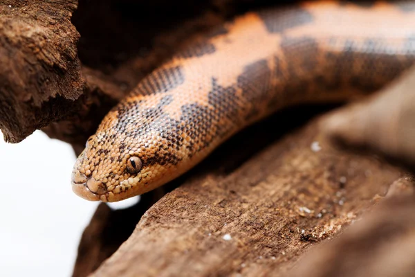肯尼亚砂蟒蛇 — 图库照片