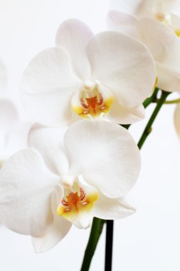 Phalaenopsis çiçek