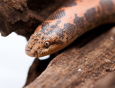 Kenya kum boa