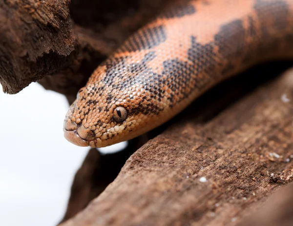 Kenianische Sandboa — Stockfoto