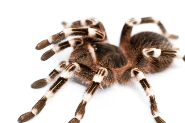 Beautiful spider — Stock Photo, Image